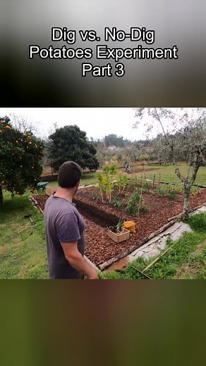 Part 3 - Dig vs. No-Dig Potatoes Experiment #garden #family #renovation