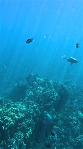 If you're dreaming of swimming with the turtles, Maui is the best place to do it! 🤿 #maui #mauihi #snorkel #honu #seaturtles #visitmaui #prideofmaui | Pride of Maui