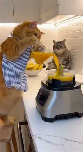 Cat cooking fails funny compilation #funny #cat #shorts #youtubeshorts