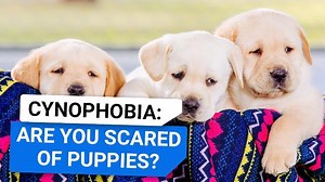 What is cynophobia?