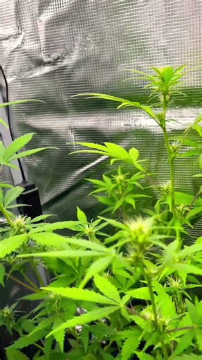 Cannabis Grow Stories #grow #chill #420