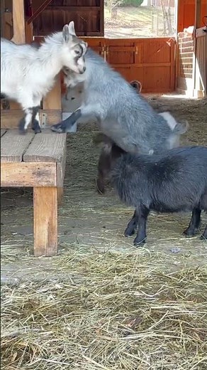 Busy goats! #goat #anmals #agriculture #funny