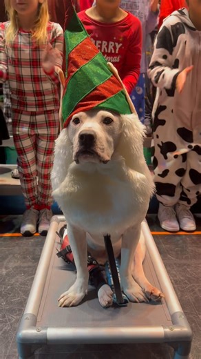 920K views · 63K reactions | Year After Year This Deaf School Therapy Dog Joins The Holiday Concerts #dogsofinstagram #doglover #dogstagram #pitbullsofinstagram #dogoftheday #weratedogs #dog #reels #instagood #insta | Cole the Deaf Dog- The Team Cole Project | Facebook
