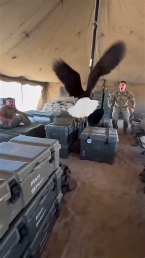 Bald Eagle Took Over the Medical Tent | US Soldiers Couldn't Believe What Happened Next!