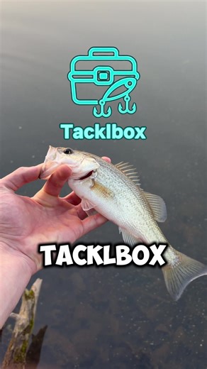 Hey, I’m Logan 🎣 — a fisherman who’s passionate about the sport and building something bigger for our community. I’m currently creating a fishing app through Georgia Tech designed by an angler, for anglers. It’s packed with features like a community feed, fish “branding,” AI fish identification, an AI fishing assistant to help you learn and improve, 1v1 tournaments, challenges, forecast maps, and pretty much everything a fisherman needs (and more). Our goal is to build a stronger, connected net