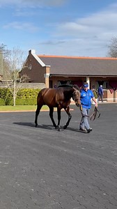 Great to see Native Trail at Darley’s Kildangan Stud 🤩 The Classic winner & European Champion juvenile has his first foals arriving this season. | Thoroughbred Daily News