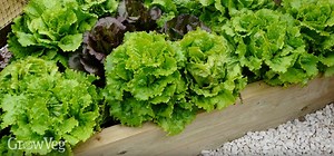 Growing Lettuce from Sowing to Harvest