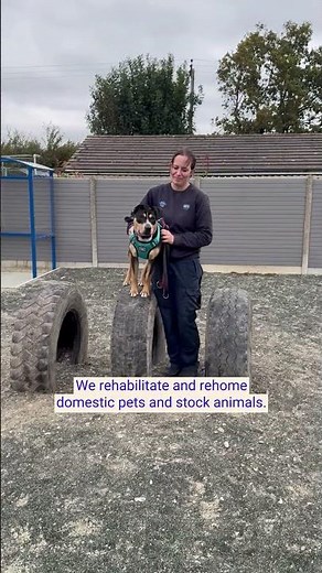 Can you help support your local animal rehoming centre? 💙