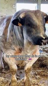 This is one of the biggest, most muscular cows in the world.