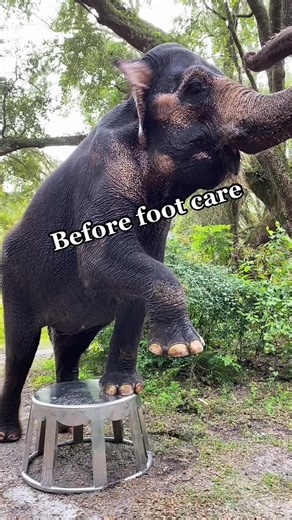 Elephant Foot Care: Before and After Results
