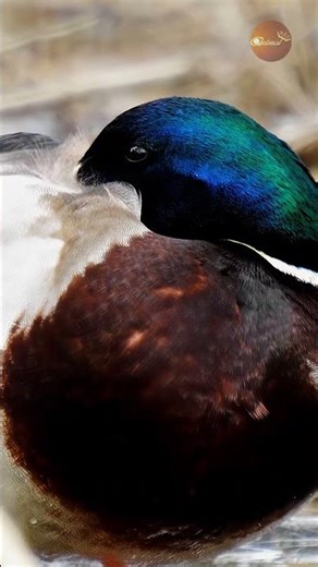 The secret "Third Eyelid" of a sleeping duck! 🦆💤