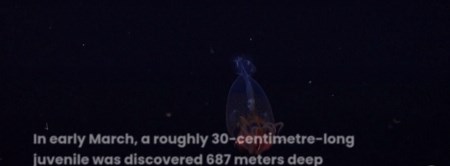 Researchers capture live colossal squid on camera for first time ever