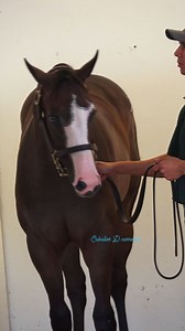 Ojo azul | Caballos D Carreras