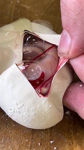 Discovering the Wonders Inside Snake Eggs