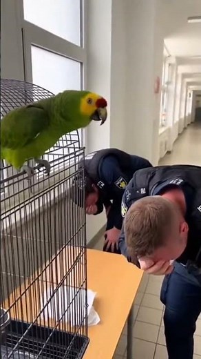 #fürdich#fürdichpage#fypdeutschland#deutschland#lustig#komedy#witzig#parrot#papagei#tiervdeo