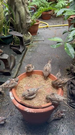 Hello Bird Lovers some young House Sparrows in their first body moult in Sept 2025 🤠 | David Turner