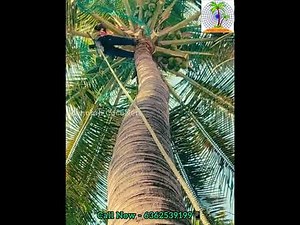 Coconut Fall Protection Net Installation Complete Procedure | Menorah CocoNets | Call - 6362539199
