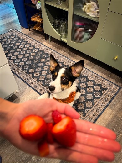 Yes, dogs can eat strawberries. 🍓 This nutrient-rich fruit offers antioxidants, fiber and vitamins — just be sure to serve in moderation! Learn more: totw.pet/dogs-and-strawberries | Taste of the Wild Pet Food