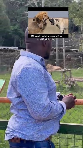 Kangal Dog vs Lion: Epic Showdown