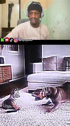 What is tiger doing in the living room in the first place