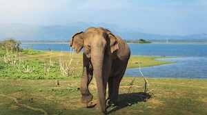 Discover Udawalawe National Park, a stunning sanctuary in Sri Lanka's southern dry zone, spanning approximately 31,000 hectares. This is a dream destination for safari enthusiasts, featuring a beautiful reservoir and rich biodiversity. With its diverse wildlife, the park is home to majestic elephants, Ceylon spotted deer, and wild boars, creating a vibrant ecosystem that includes numerous endemic species. To watch the October 2024 DIMO calendar YouTube video, please click on the link: https://rb