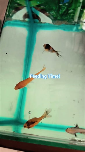 #fish Meal time ✨ Goldfish and Betta coliving 🐟 #aquarium #foryou