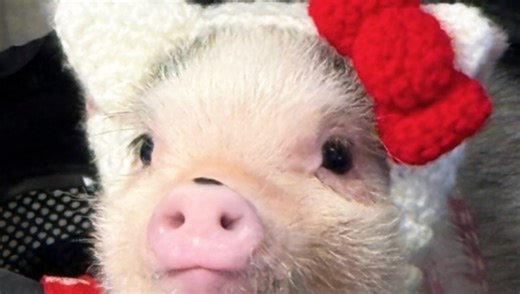 如何讨害羞小猪鸣人的欢心？