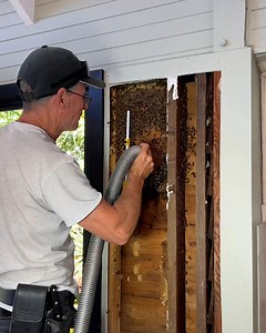 129K views · 666 reactions | This is the most satisfying bee removal | Lessons Learned In Life | Facebook