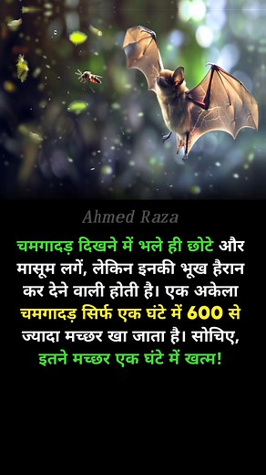 355 reactions | Bat eat mosquito  #reelsviralシ #reelsfypシ #motivation #bat #mosquito Ajay Mandal Gyan Grower | Ahmed Raza | Facebook