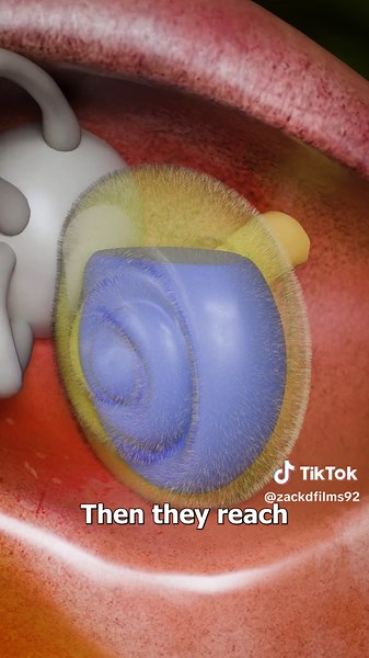 How Hearing Works: A Vibrant Journey of Sound