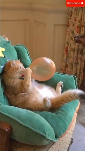 **"The Cat Inflated Like a Balloon — Kid Couldn’t Stop Laughing!" 😂🐱🎈