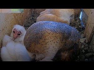 Full Barn Owl Family Inside the Nest 🦉 | Peace Inside the Nest