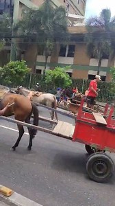 Carroceiros protestando na Av Almirante Barroso. 15/09/2025 - 12h | Curió News