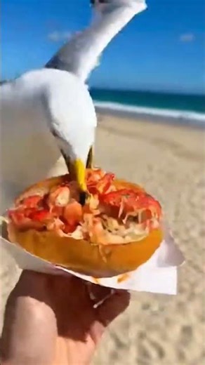 POV: My $30 Lobster Roll Gone in 1 Second! 🦞💸 #Shorts