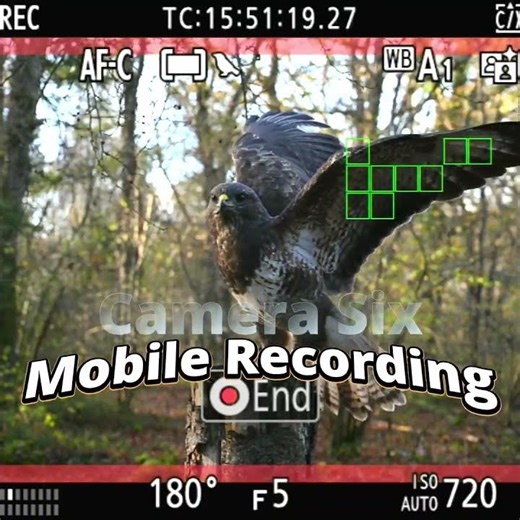 7 Cameras, 1 Buzzard | Stunning Multi-Angle Wildlife Capture + Nikon Z8 Auto Capture