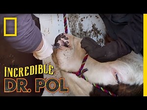 Porcupine Quills in a Cow's Face | The Incredible Dr. Pol