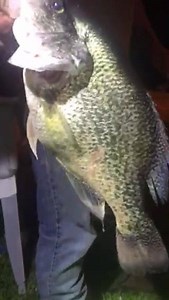 Official statement from Tennessee Wildlife Resource Agency, "STATE AND WORLD RECORD BLACK CRAPPIE CAUGHT BY LOUDON COUNTY ANGLER PENDING DNA CONFIRMATION." PHILADELPHIA, Tenn.--- "Pending results from DNA testing, an angler from Philadelphia, Tenn. will own the state and world record for a black crappie, breaking a state record that’s been held for 33 years." "On Tues. May 15, Lionel Ferguson, better known as “Jam,” went to a pond in Loudon Co. to cast a line. Before sunset, he had landed a blac