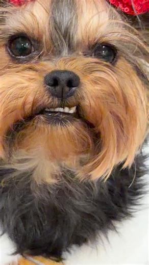 The Utah Yorkies on Instagram: "The sweetest part of the season 🍪🎄♥️"