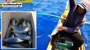 Surigao "Margati Fishing" Part 2 Catch Mackerel Tuna | Grabe ang daming Isda! Location: Lingig, Surigao del sur | AniMalupet