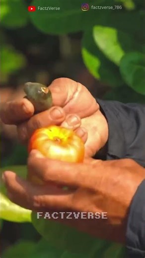 The Toxic Truth About Cashews #mindblown #food #processing