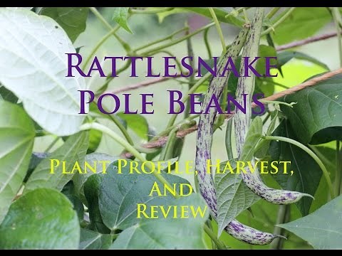 Rattlesnake Pole Beans: Plant Profile, Harvest, and Review
