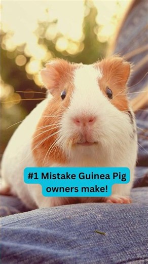 #1 Mistake Guinea Pig owners make!