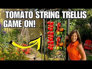 Tomato String Trellis: Game On!