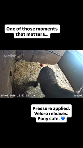 Nose Bagz | Today a @vicki_gallacher_kilbey sent me this video and honestly, it says more than I ever could. When the pony’s leg applied pressure, the... | Instagram