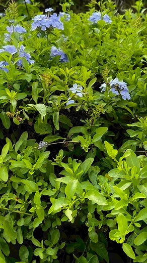 10K views · 72 reactions | Happy Earth Day from Twin Lakes Hotel! ...