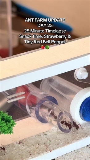 25-Day Ant Farm Update: Snack Time Adventures