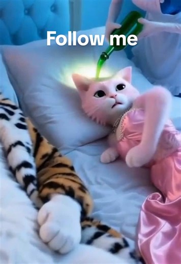 Heartwarming Cat Stories: A Journey with Cute Cats