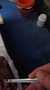 Display tank feeding | Chens Discus UK