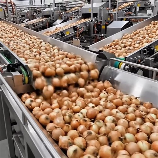 20K views · 110 reactions | How Onion Powder Is Made in the Largest U.S. FactoMillions of Tons of Onion Powder Made Every Year | Inside the Biggest U.S. Factoryry | Factory Process | Facebook