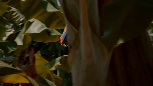 Entre volcanes, estrellas y laurisilva, descubre el paraíso natural que es La Isla de La Palma | Visit La Palma | Facebook